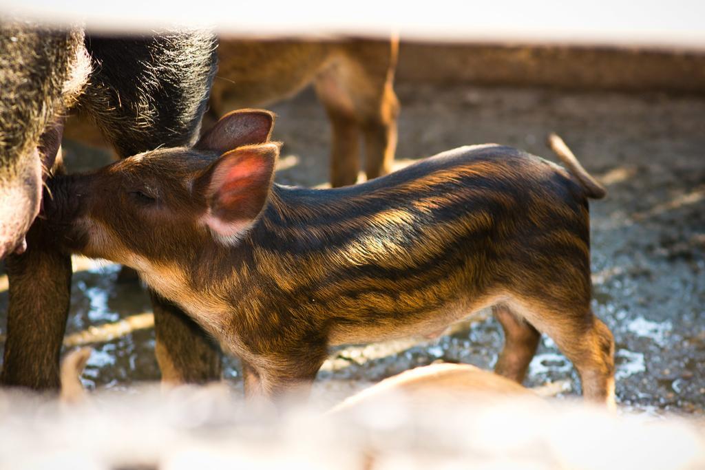 Platanorema Agios Ioannis Prodromos Bagian luar foto